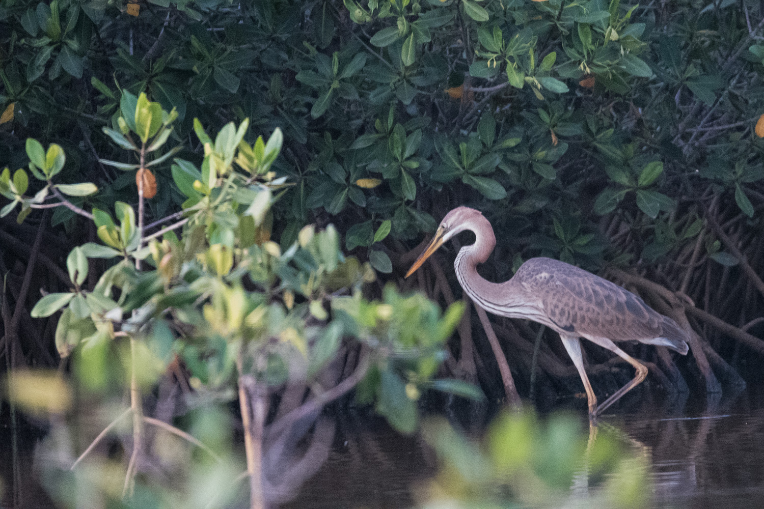 Héron pourpré juvénile (Purple heron, Ardea purpurea, Réserve d'Intérêt Communautaire de la Somone, Région de Thiès, Sénégal